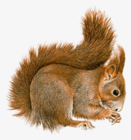 Squirrel Sideview - Squirrel Gif Transparent Background, HD Png Download, Transparent PNG