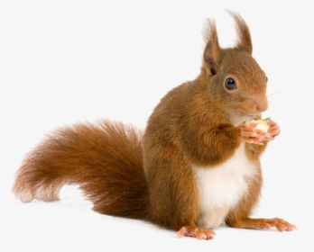 Squirrel Rodent Computer File - Squirrel Png, Transparent Png, Transparent PNG
