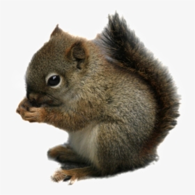 Squirrel Png Transparent Images - Chipmunk Transparent, Png Download, Transparent PNG