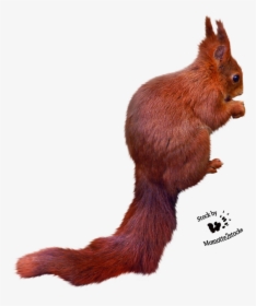 Squirrel Png Free Images Download - Squirrel Cut Out Png, Transparent Png, Transparent PNG