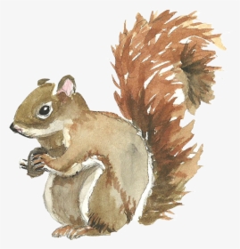 Squirrel Watercolor Painting - Redbubble Sticker Squirrel, HD Png Download, Transparent PNG
