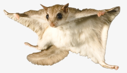 Flying Squirrel - Flying Squirrel White Background, HD Png Download, Transparent PNG