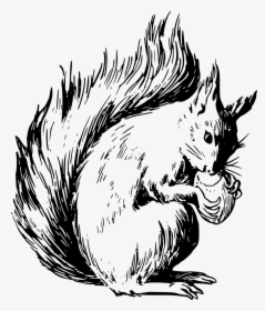 Red Squirrel Coloring Page, HD Png Download, Transparent PNG