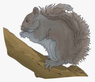 Eastern Grey Squirrel Clipart - Fox Squirrel, HD Png Download, Transparent PNG