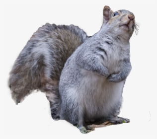 By Karen Burke On - Angry Squirrel Png, Transparent Png, Transparent PNG