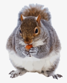 Ground Squirrels,snout,squirrel - Animales De Frio, HD Png Download, Transparent PNG