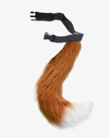 Eurasian Red Squirrel , Png Download - Fox Tail Transparent, Png Download, Transparent PNG