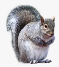 Gray Squirrel Png, Transparent Png, Transparent PNG