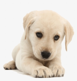 Quality Care For - Puppy Png, Transparent Png, Transparent PNG