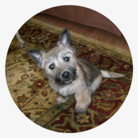 Dog , Png Download - Australian Terrier, Transparent Png, Transparent PNG