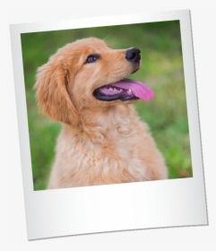 Transparent Golden Retriever Puppy Png - Golden Retriever, Png Download, Transparent PNG