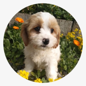 The Cavachon Is A Cross Breed Of The Cavalier King - Shih-poo, HD Png Download, Transparent PNG