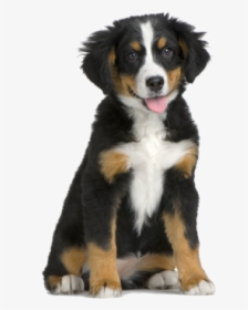Puppy Png For Web - Dogs Without A Background, Transparent Png, Transparent PNG