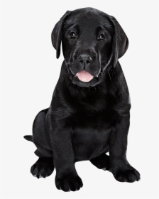 Black Labrador Puppy - Transparent Black Labrador Png, Png Download, Transparent PNG