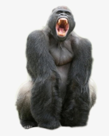 Denti Del Gorilla, HD Png Download, Transparent PNG