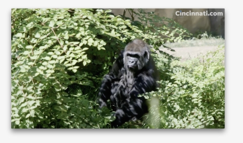 Western Lowland Gorilla, HD Png Download, Transparent PNG