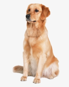 Dog Golden Png, Transparent Png, Transparent PNG