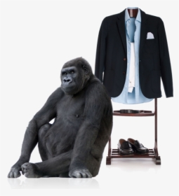 Download Gorilla Png Transparent Images Transparent - Gorilla Sitting Down Png, Png Download, Transparent PNG