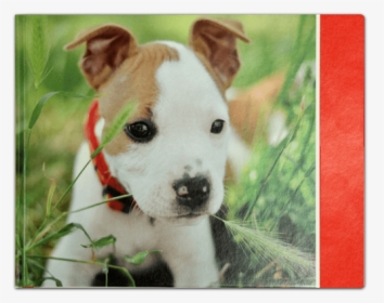 Deluxe Journal - Puppy - American Staffordshire Terrier, HD Png Download, Transparent PNG