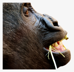 Gorilla, Monkey, Funny, Animal, Zoo, Furry, Omnivore - Gorilla, HD Png Download, Transparent PNG