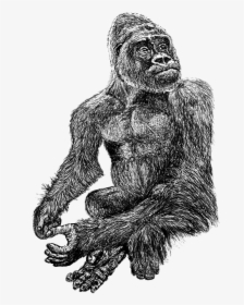 Gorilla, Black, Zoo, White, Hairy, Line, Art, Drawing - Common Chimpanzee, HD Png Download, Transparent PNG