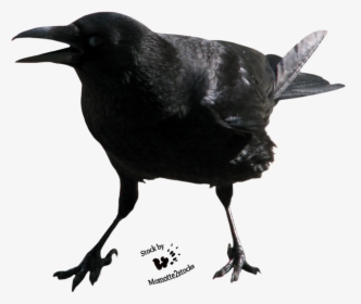Crow Free Png Image - Crow Face Transparent, Png Download, Transparent PNG