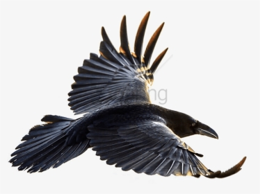 Free Png Download Crow Flying Png Images Background - Flying Crow Png, Transparent Png, Transparent PNG