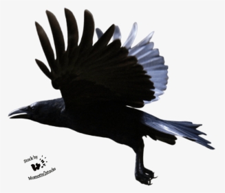 Flying Crow Transparent Background , Png Download - Crow Flying Transparent Background, Png Download, Transparent PNG