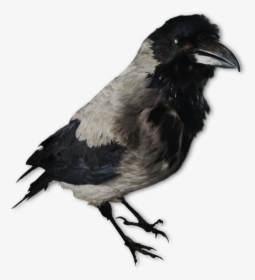 Image Of A Crow Decoy - Lokkekrager, HD Png Download, Transparent PNG