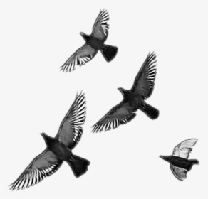 #crow #bird #birds #free #freedom #freetoedit #remixit - Transparent Flying Bird Overlay, HD Png Download, Transparent PNG
