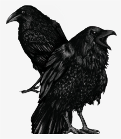 American Crow , Png Download - American Crow, Transparent Png, Transparent PNG