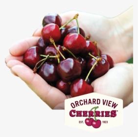 Fresh Sweet Cherries From Orchard View - Cherry, HD Png Download, Transparent PNG