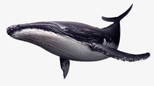 Portable Network Graphics Whales Clip Art Image Killer - Humpback Whale Png, Transparent Png, Transparent PNG