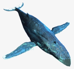 Whale Png Background Image - Humpback Whale Transparent Background, Png Download, Transparent PNG