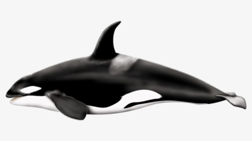 Download Killer Whale Png Pic - Killer Whale Transparent Background, Png Download, Transparent PNG