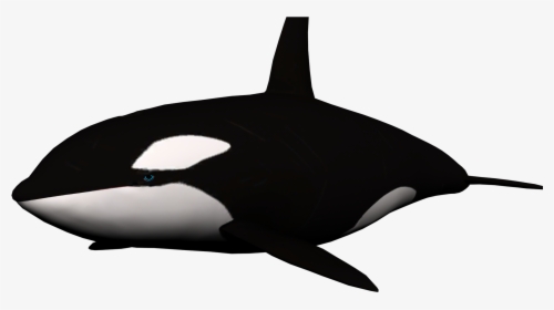 Whale Transparent Background, HD Png Download, Transparent PNG