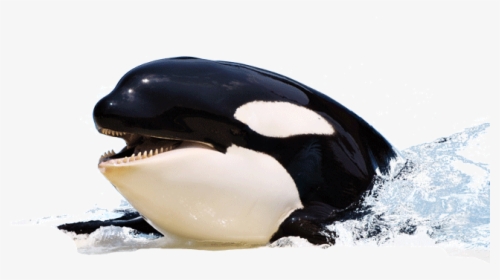 Orca Killer Whale Png, Transparent Png, Transparent PNG