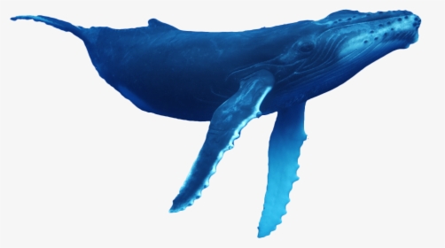 Humpback-whale - Whale Png, Transparent Png, Transparent PNG