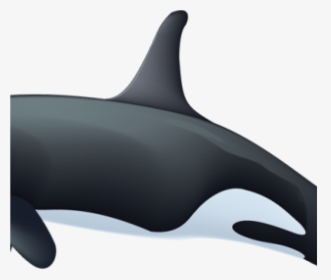 Orca Whale Clipart Killer Whale Clipart Rianfil Music - Wholphin, HD Png Download, Transparent PNG