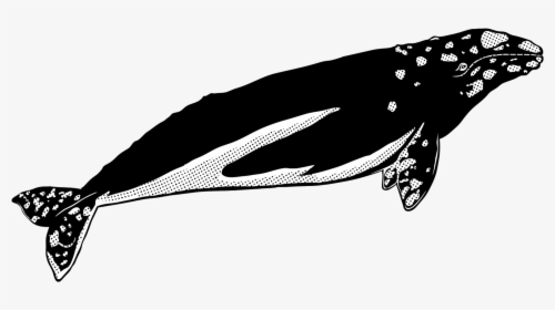 Transparent Whales Png - Whale, Png Download, Transparent PNG