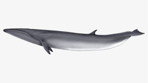 Whale Png - Common Bottlenose Dolphin, Transparent Png, Transparent PNG