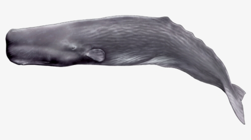 Sperm Whale Transparent, HD Png Download, Transparent PNG