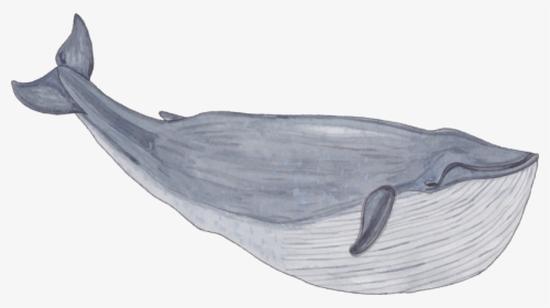 Young Whale Warrior Competition - Balaenidae, HD Png Download, Transparent PNG