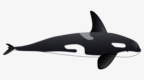 Family Clipart Whale - Killer Whale Clipart Transparent, HD Png Download, Transparent PNG