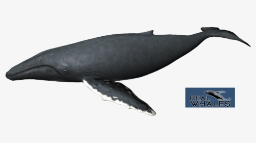 Humpback Whale Png - Grey Whale, Transparent Png, Transparent PNG