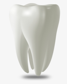 Tooth Model West Palm Beach, Fl - Wisdom Tooth Png, Transparent Png, Transparent PNG