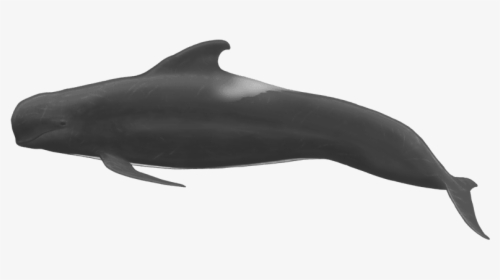 Pilot Whale Full Body, HD Png Download, Transparent PNG