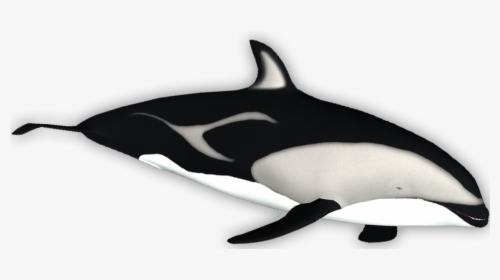 Killer Whale , Png Download - Killer Whale, Transparent Png, Transparent PNG