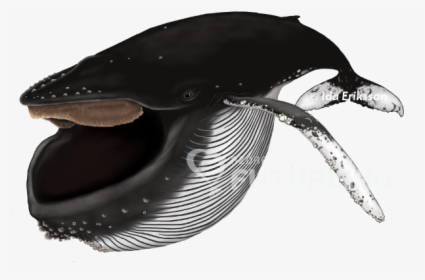 Baleen Whales Png, Transparent Png, Transparent PNG