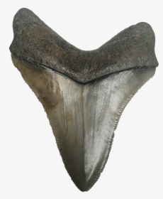Shark Teeth Png Photo - Megalodon Tooth Png, Transparent Png, Transparent PNG